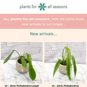 🌿 MORE new houseplant arrivals Plants for all Seasons 🌿