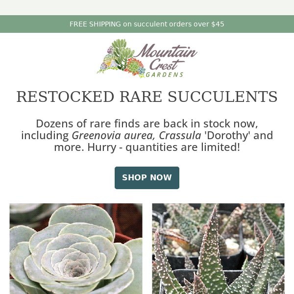 Restocked Greenovia & More Rare Finds! 🌵