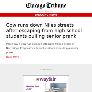 Cow runs down Niles streets after escaping from high school students pulling senior prank