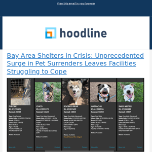 Bay Area Shelters in Crisis: Unprecedented Surge in Pet Surrenders Leaves Facilities Struggling to Cope & More from Hoodline - 05/25/2023