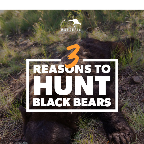 3 Reasons To Hunt Black Bears This Fall