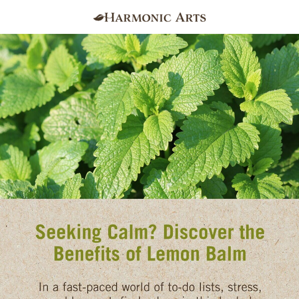 Meet Lemon Balm - Our Herb of the Month 🍋🌱