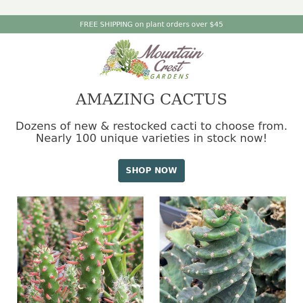 Amazing Cactus! 🌵