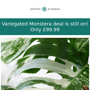 🌿 £99 Variegated Monstera - Deal Still On!