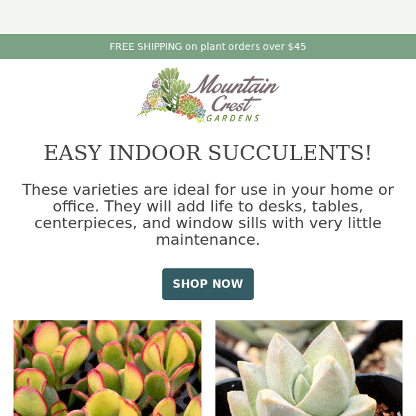 🌿 Easy Indoor Succulents & Houseplants!