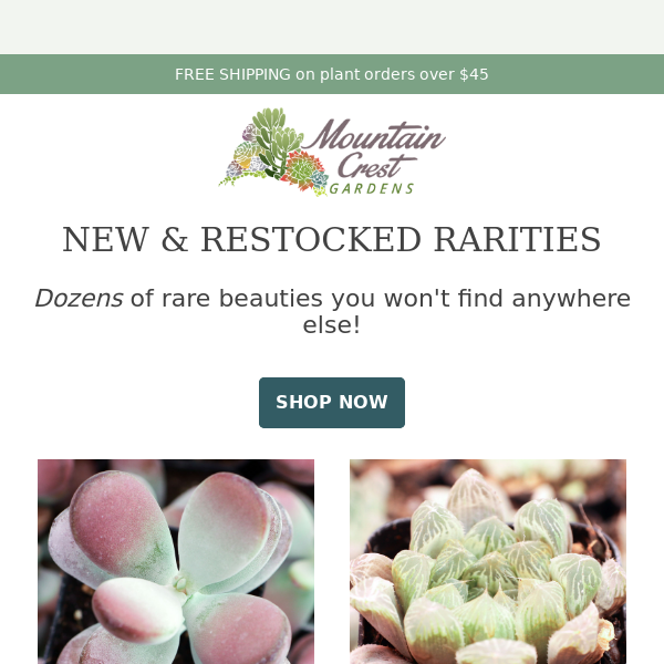 New & Restocked Rarities! 🌵