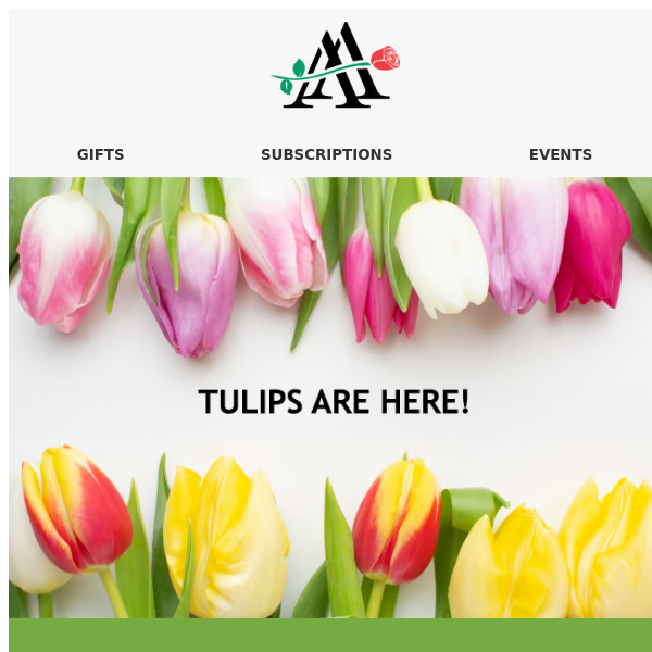 🌷🌷Just In: TULIPS🌷🌷