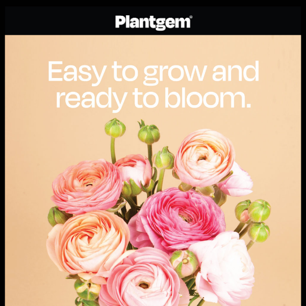 Anemone + Ranunculus *in plant form* (this is a big deal)