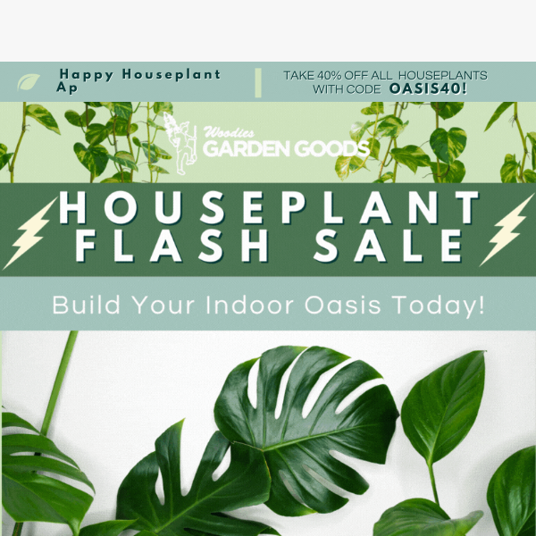 40% OFF ALL HOUSEPLANTS ONE DAY ONLY!🌵🌱