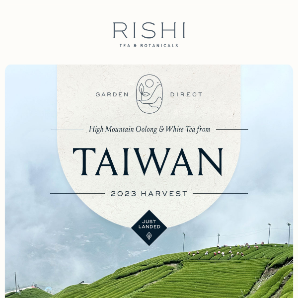 Just Landed: Taiwan Oolong & White Teas