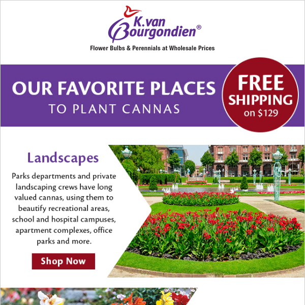 4 popular spots to plant cannas
