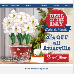 Amaryllis Flash Sale: 20% off all varieties!