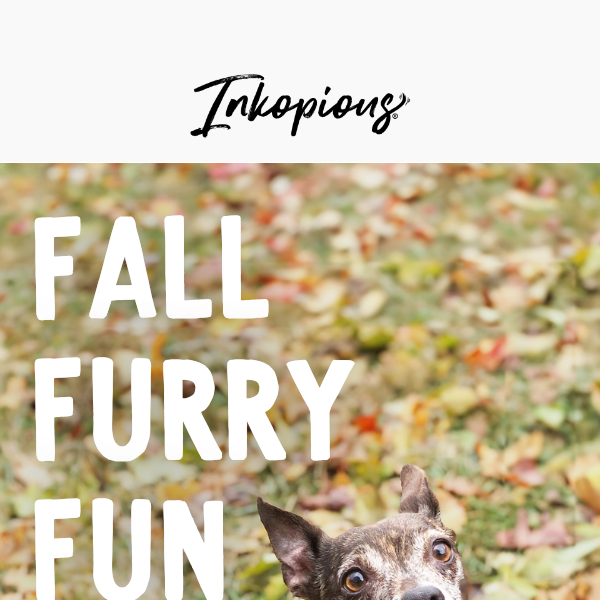 Fall Furry Fun - 10 Dog-Friendly Fall Activities 🍂