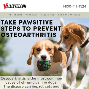 Pawsitive Steps to Prevent Osteoarthritis