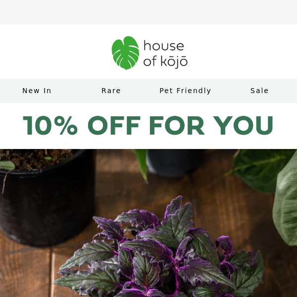 An exclusive 10% off code just for you 🌿
