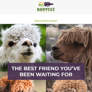 🦙 Get An Alpaca When You Purchase A Harvest Hosts Membership