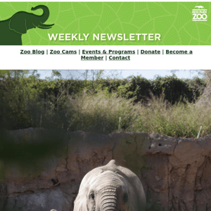 What's New at Your Zoo