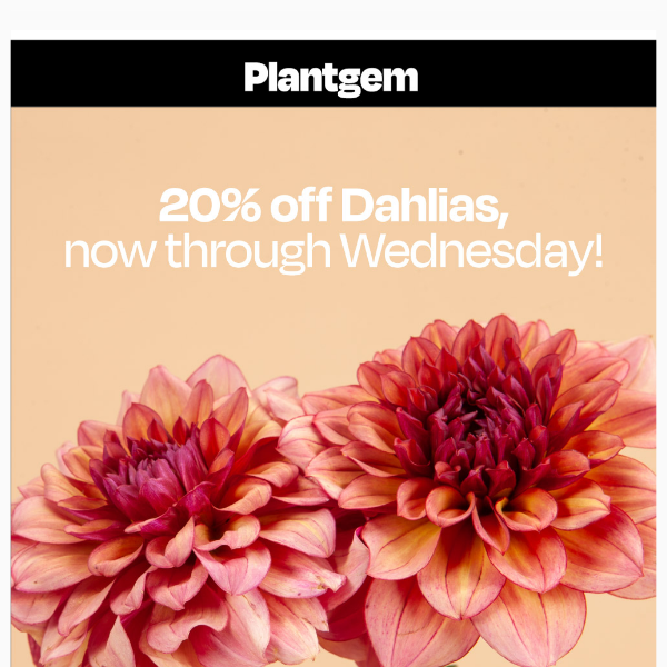 Dahlias on sale through Wednesday! 🎈