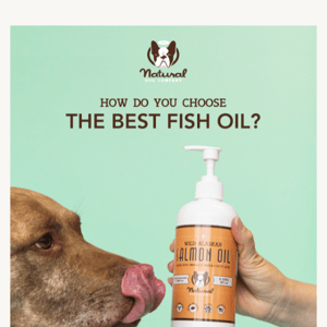 How do you choose the best fish oil for your dog?