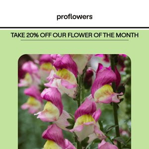 august flower of the month: snapdragons