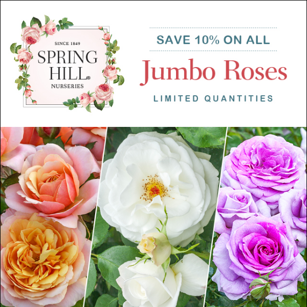 Roses on fast-forward--bigger, stronger & more flowerful. And for a limited time - 10% off!