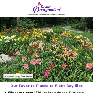 3 Places to Plant Daylilies