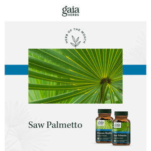 Herb of the Month: Saw Palmetto