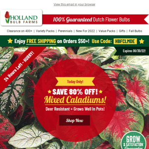 80% OFF Mixed Caladiums - TODAY ONLY!