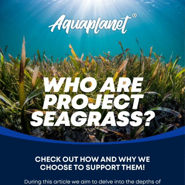 Our Commitment To The Seas! Partnering With Project Seagrass For Lasting Impact 🌍
