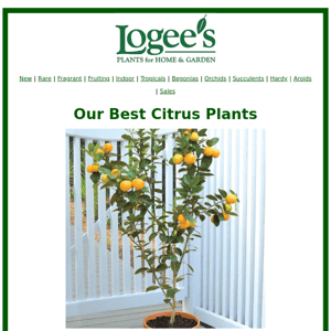 Our Best Citrus Plants 🍊