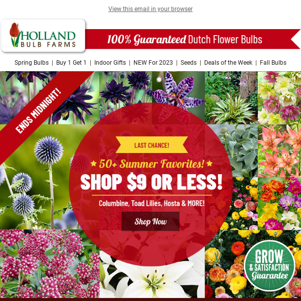 FINAL HOURS 📢 Bloom Fest Deals $9 or LESS! - Holland Bulb Farms