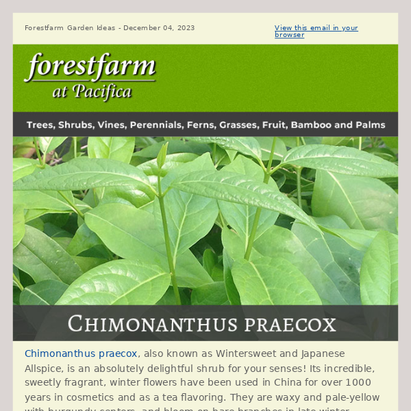Chimonanthus paecox