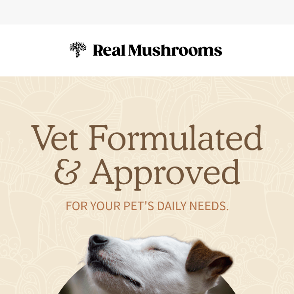 Vet Formulated & Approved Mushroom Supplements 🐾