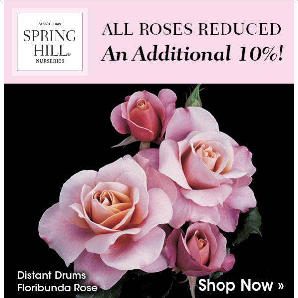 Get an Additional 10% Off Roses + Free Shipping