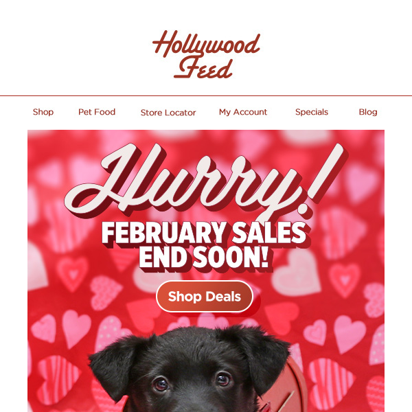 Hurry Hollywood Feed! February Sales End Soon!