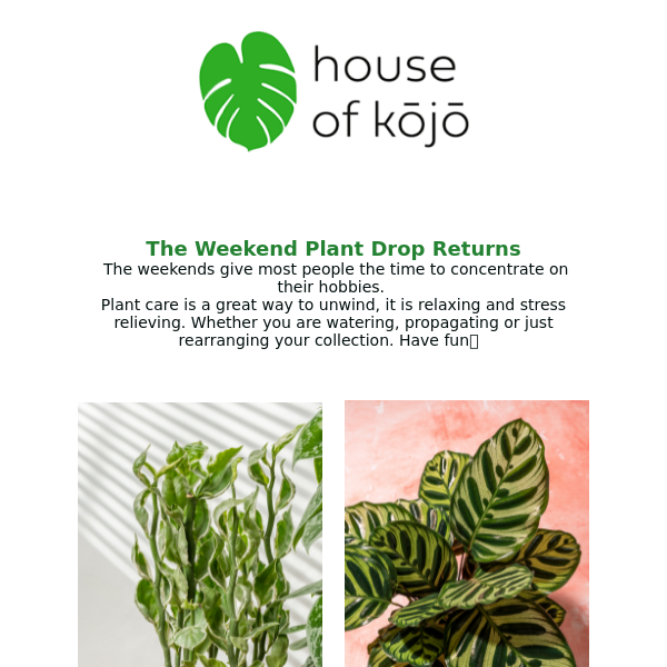 The Weekend Plant Drop Returns 💚