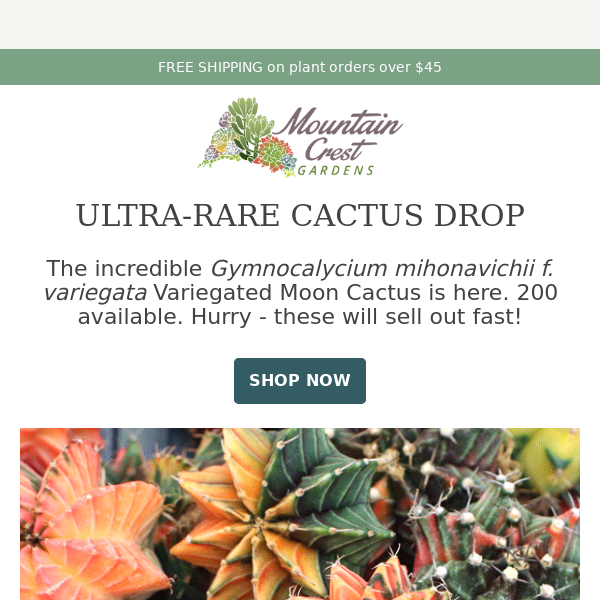 🌵 PLANT DROP: Ultra-Rare Cactus 🌵