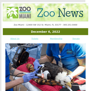 ZOO NEWS: Bald Eagle "Rita" Undergoes Surgery