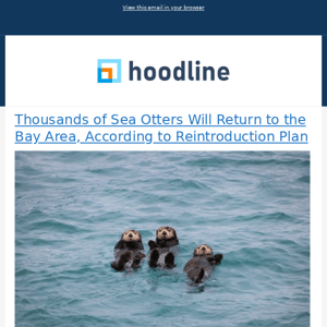 Thousands of Sea Otters Will Return to the Bay Area, According to Reintroduction Plan & More from Hoodline - 05/28/2023
