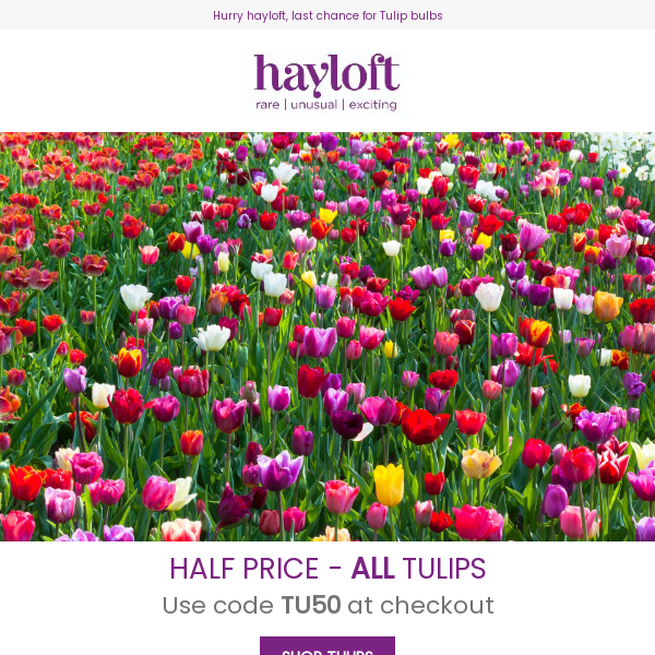 HALF PRICE On All Tulips | Plant Now For The Best Results 🌷