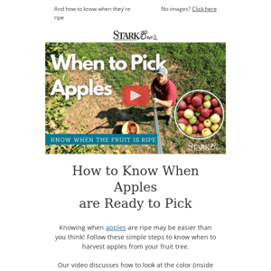 🍎🍏 When to Pick Apples