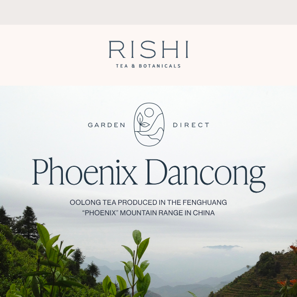 Phoenix Dancong: Garden Direct from Chaozhou