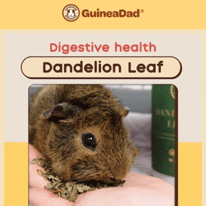 Looking for a healthy treat for your guinea pig?