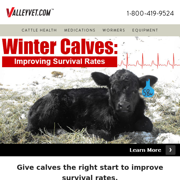 Boost winter calf survival rates