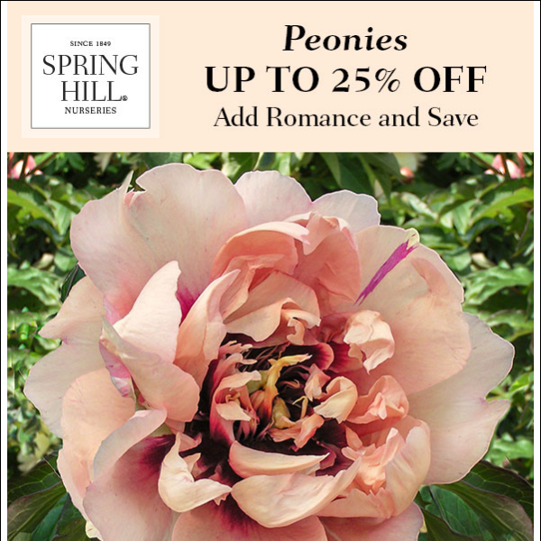 Save on Perfect Peonies