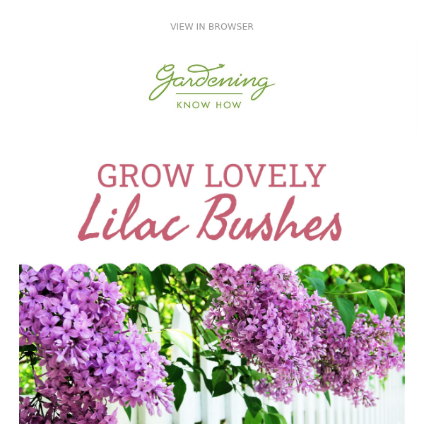 Grow Lovely Lilacs 