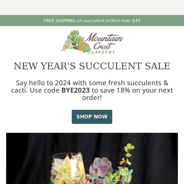 🌵 New Year's Succulent Sale! 🌵