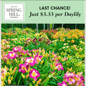 Daylilies for days—sale ends soon!