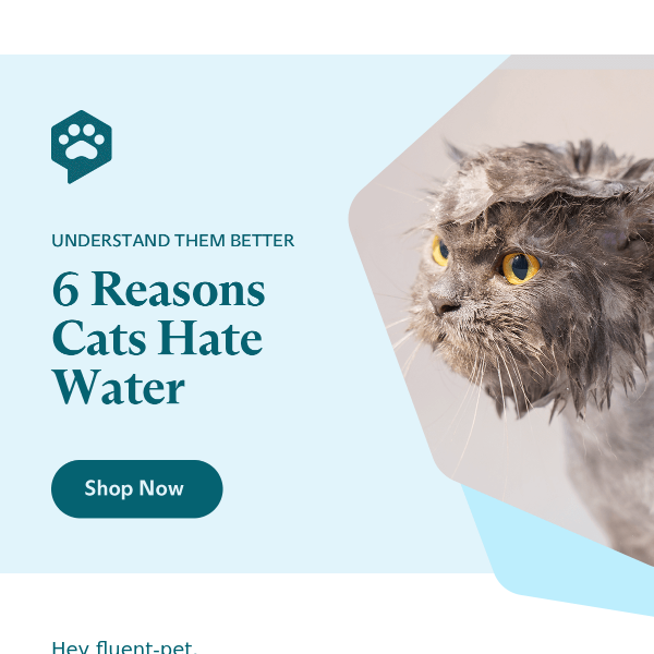 6 Reasons Cats Hate Water