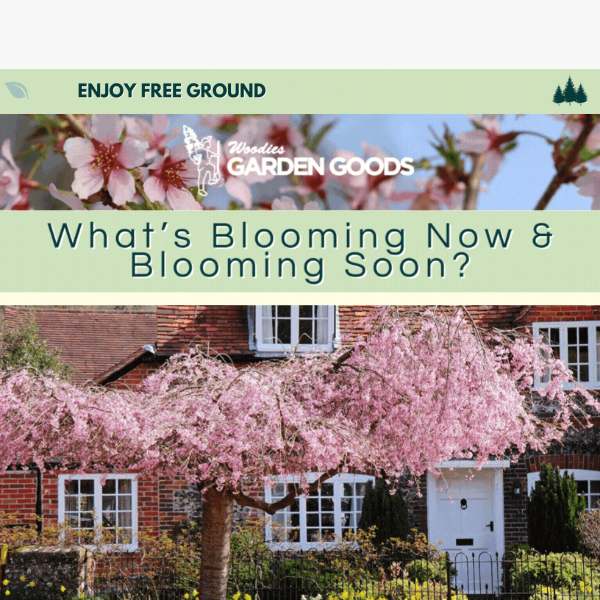 Eager For Spring Blooms?🌸 Check Out What's Blooming Now!